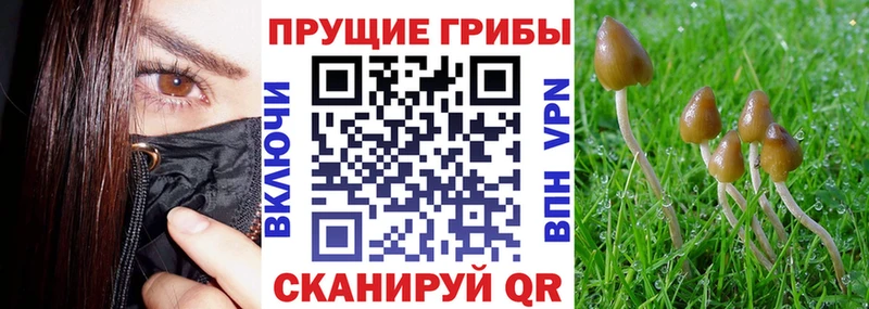 Галлюциногенные грибы Psilocybe  Клин 